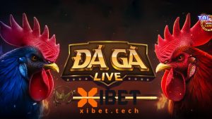 Đá gà XIBET mang đến trải nghiệm cược chất lượng bậc nhất 