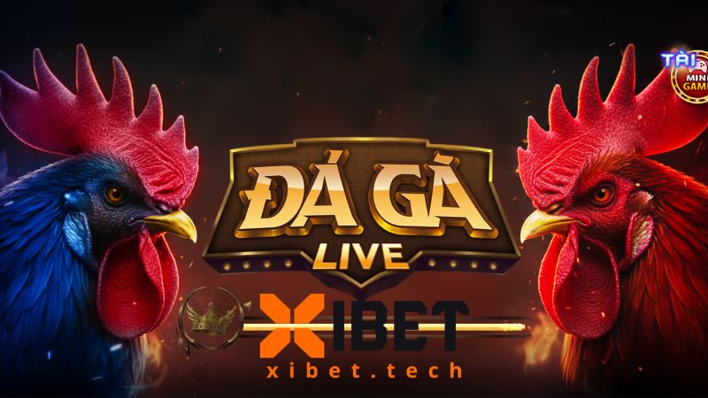 Đá gà XIBET mang đến trải nghiệm cược chất lượng bậc nhất 